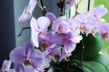 Orchidej - pokojová rostlina