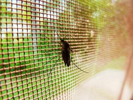 sítě do oken proti hmyzu - ochrana před hmyzem v letních dnech